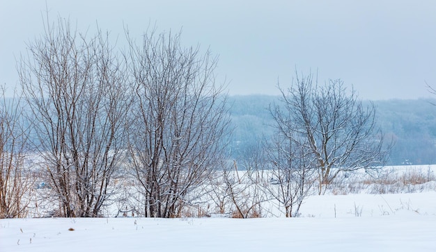 Bare trees on a background of winter snowy forest_