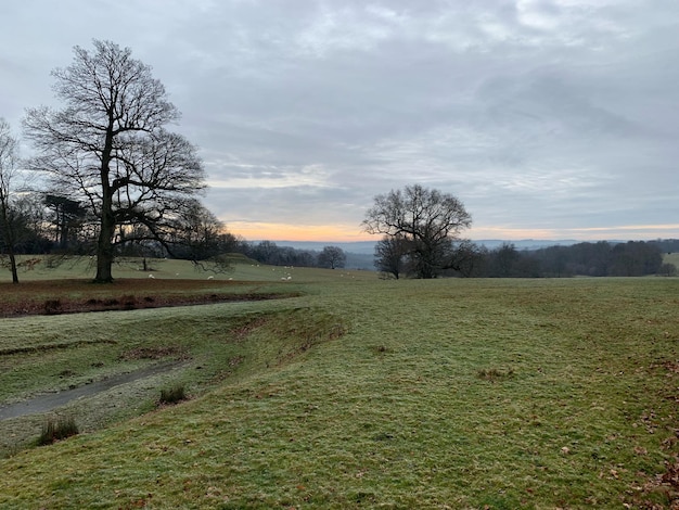 Photo bare trees on field against sky