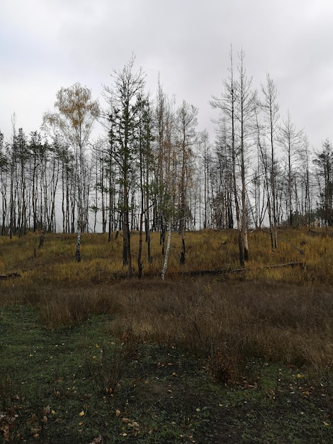 Photo bare trees on field against sky