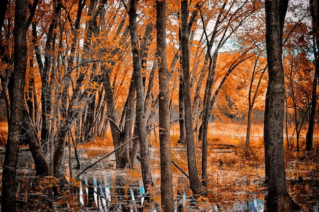 Photo bare trees in forest during autumn