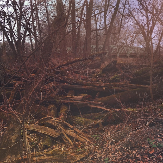 Photo bare trees in forest