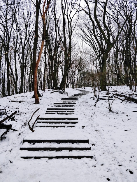 Bare trees on snow covered field