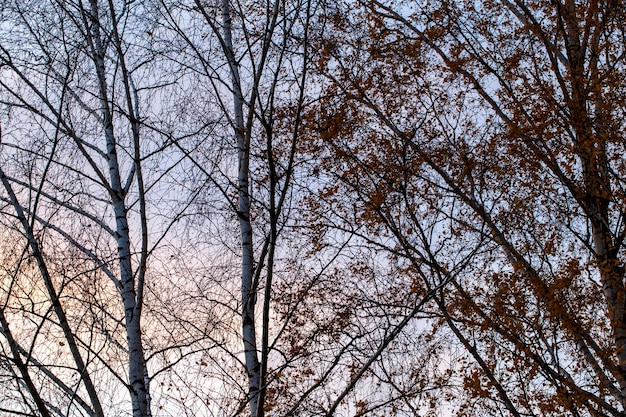 Bare trees during sunset after leaf fall