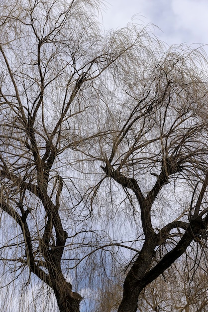 bare willow trees in the spring season in the park willow branches without foliage hang to the ground in early spring