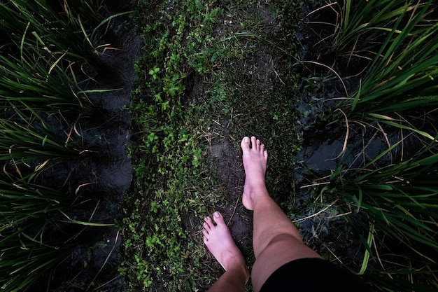 Barefoot in a rice harvesting field