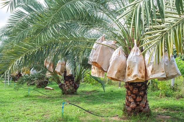 Barhi Dates palm yellow fruits Phoenix Dactylifera in organic Dates palm farm