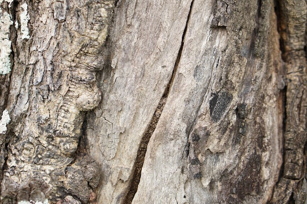 Bark background with cracks of bark