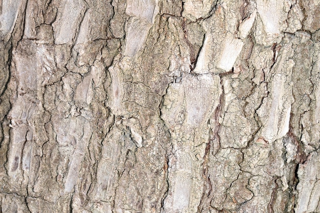 Bark background