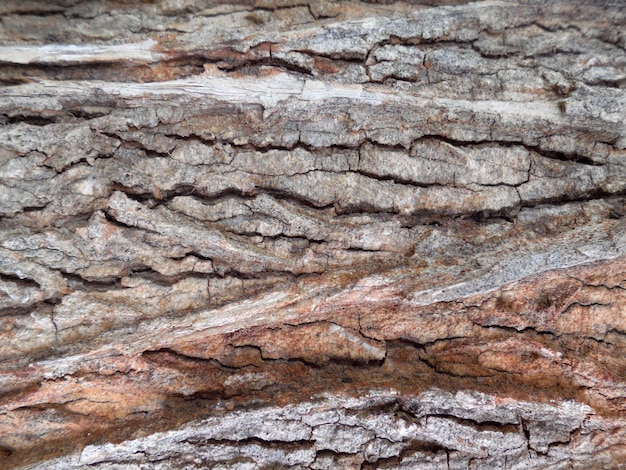 Bark of Elm. Seamless Tileable Texture