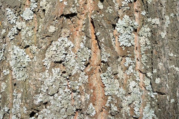 bark of the oak tree with cracks and moss in sunny day macro