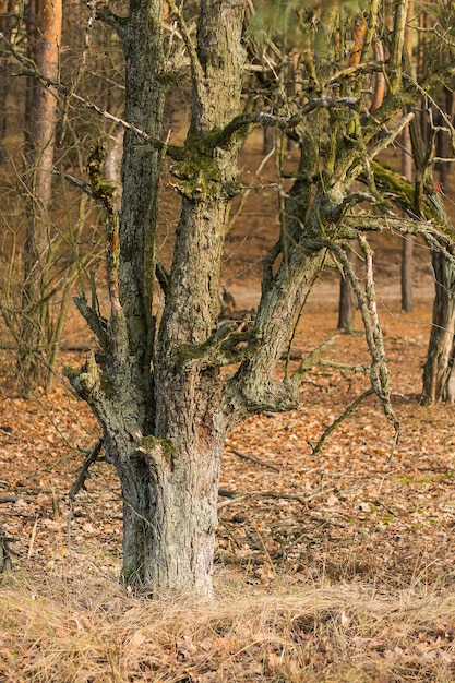 Bark of an old pear tree