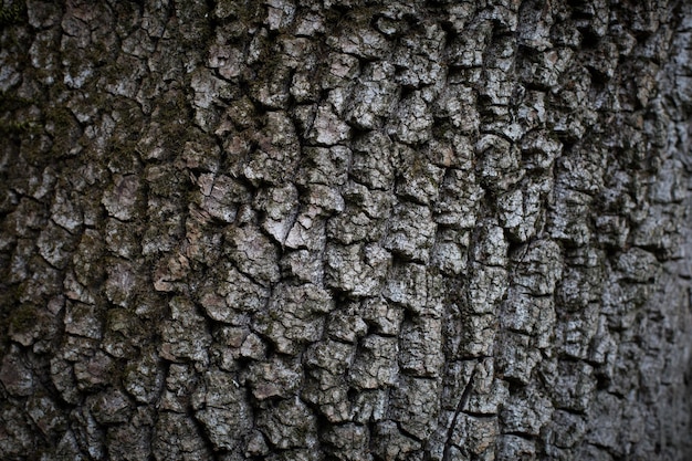 The bark of an old tree background