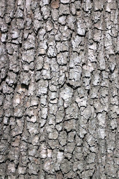 Bark of an old tree