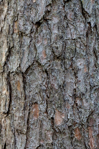 Bark of pine tree texture.