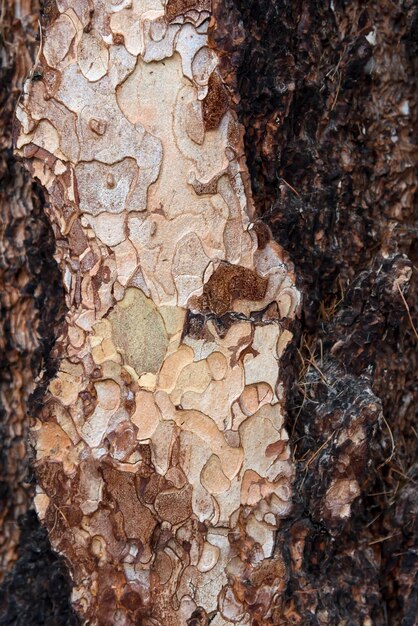 Bark of a Plane Tree