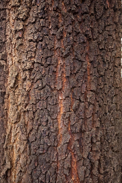 Bark texture and background of an old fir tree trunk Detailed bark texture Natural background