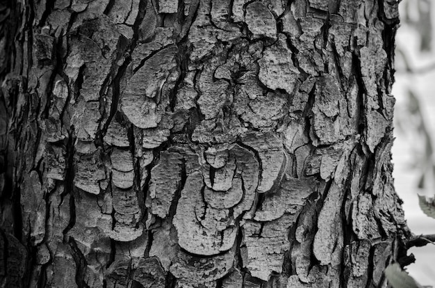 Bark texture close-up in black and white