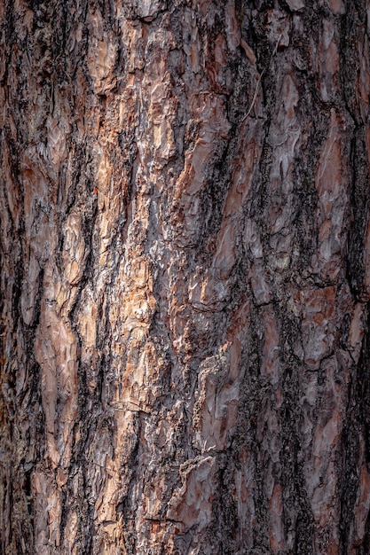 Bark texture The trunk of an old coniferous tree Forest theme Macro photo of wood