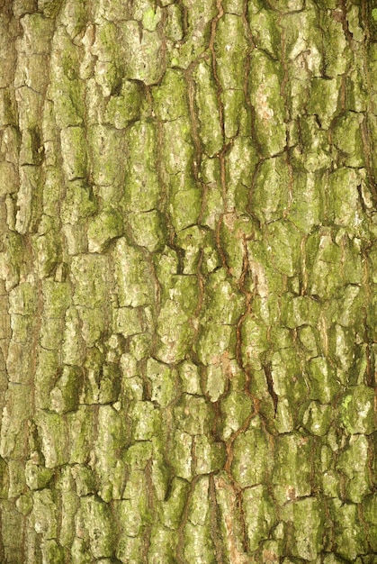 Bark texture