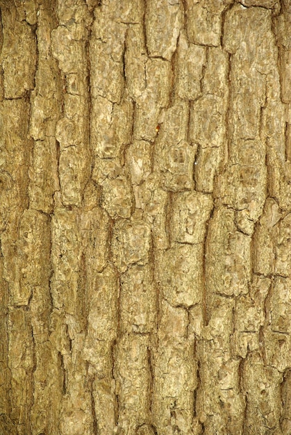 Bark texture