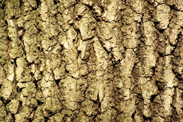 Bark texture