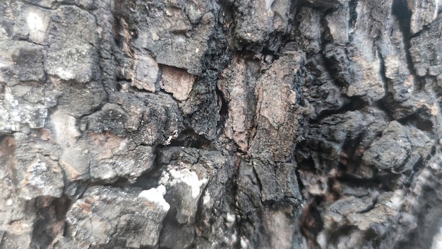 The bark of a tree is burnt.