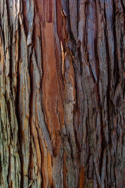 The bark of a tree is very dark and has a thin layer of bark.