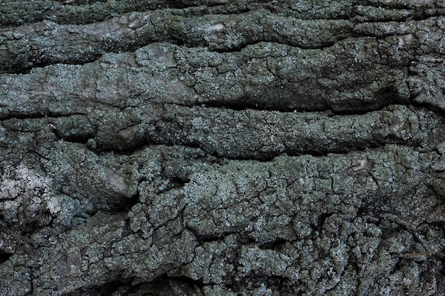 Bark of tree. The texture of the bark of a tree with moss.