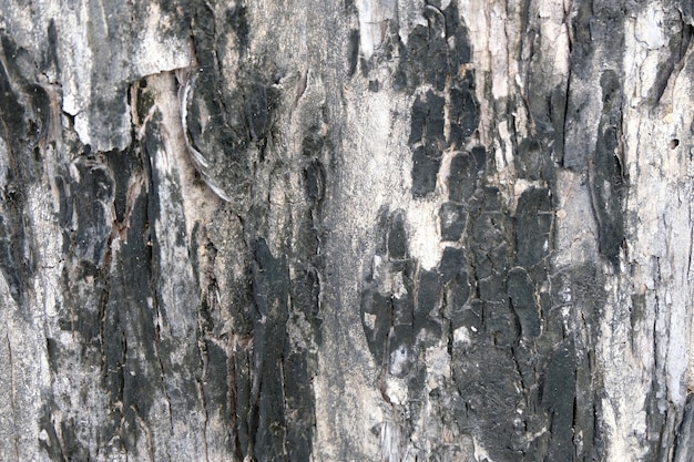 Bark of tree texture , soft focus