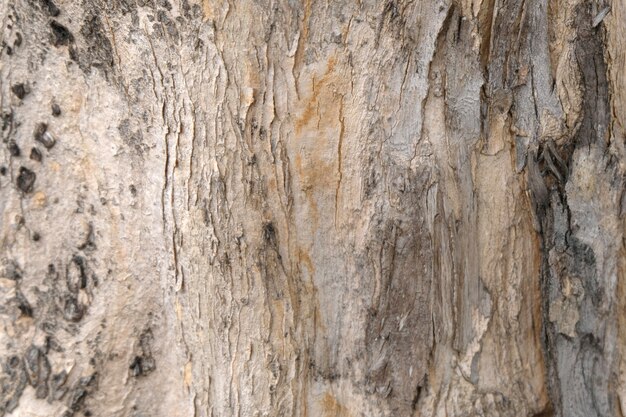 Bark of tree texture