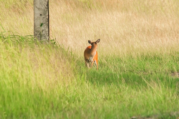 Barking Deer Muntiacus vaginalis walks alone in the grass