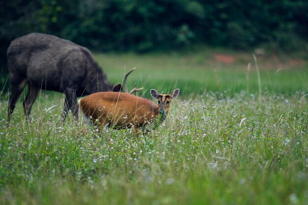 Photo barking deer and sambar deer in khao yai national park thailand