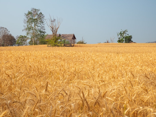 Barley in field conversion test at North Thailand,rice golden color,barley in chiangmai thailand.