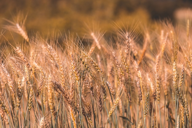 Barley Field in Sunset