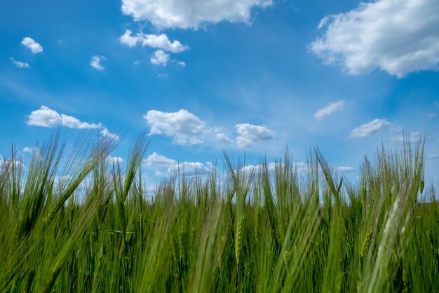 Barley field with blue sky green barley grain  growth of barley bread