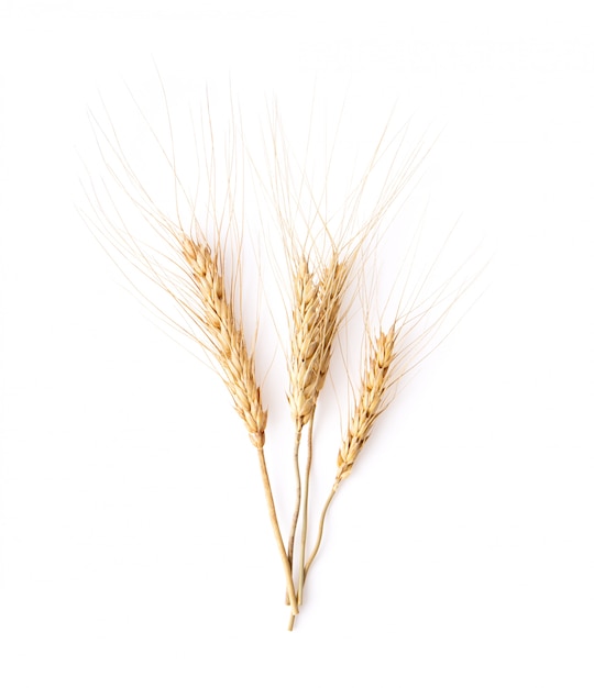 Barley grains isolated on white