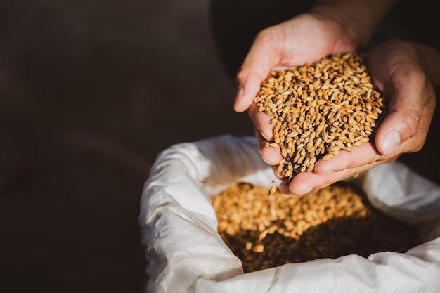 Barley Ingredients for Brewing in the Factory beer brewing Hold wheat or barley in hand and inhale the aroma of the grains in a closeup crop warehouse