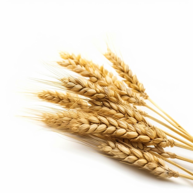 Barley with transparent background high quality ultra hd