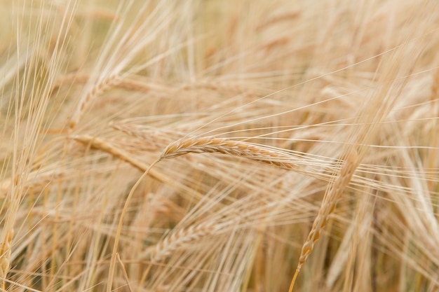 Barley yellow spike in the field