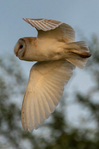 Barn owl flying looking for food