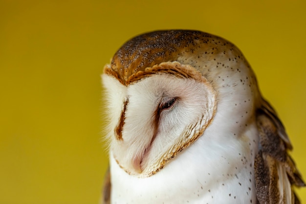 Barn owls are one of the two families of owls, the other being the true owls or typical owls