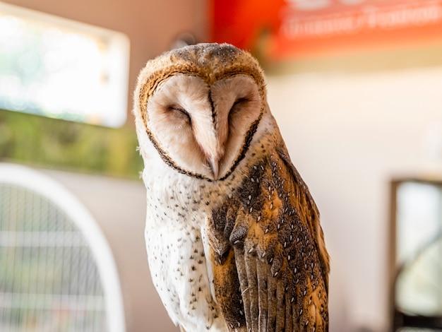 Barn owls (family Tytonidae) are one of the two families of owls, the other being the true owls or typical owls, Strigidae..