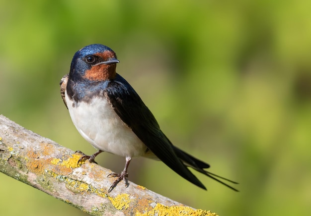 Barn swallow Hirundo rustica A bird sits on a beautiful branch