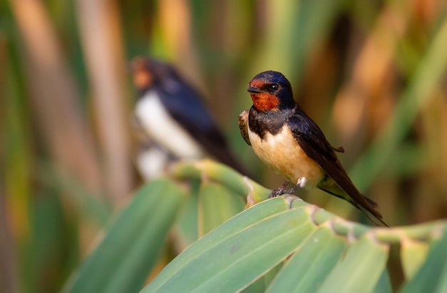 Barn swallow Hirundo rustica Birds sitting on the cane stalk above the river