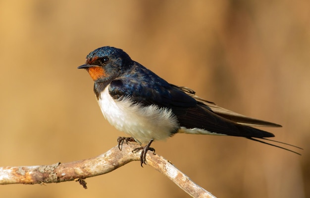 Barn swallow hirundo rustica At dawn a bird sits on a thin beautiful branch