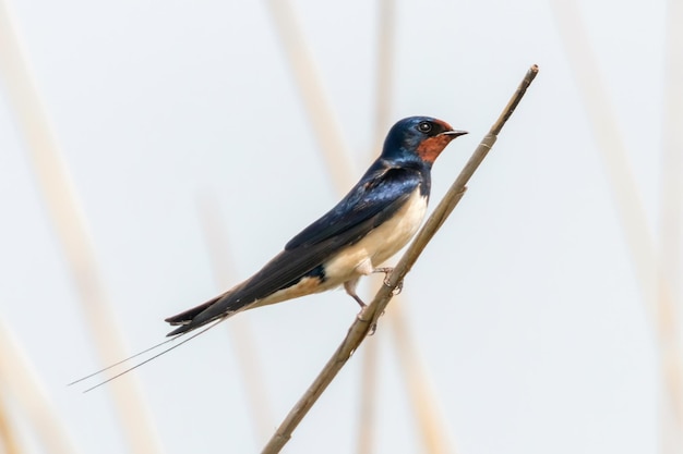 Barn Swallow on a Reed (Hirundo rustica)