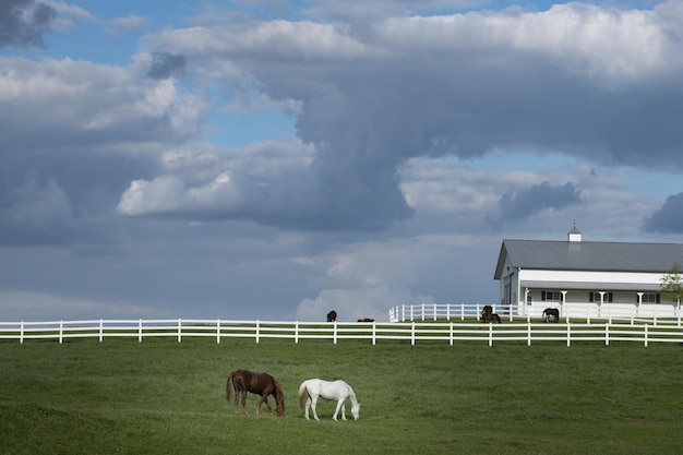 Barn of white and brown horses under the blue cloudy sky