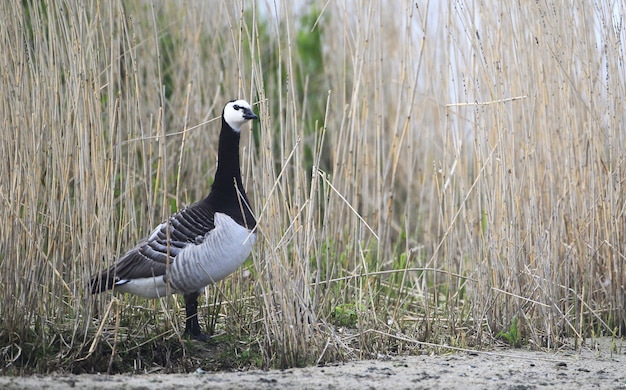 Barnacle Goose (Branta leucopsis) in a dry field