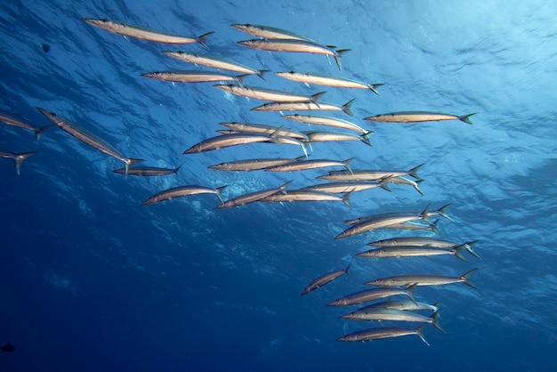 Barracuda school of fish bait ball