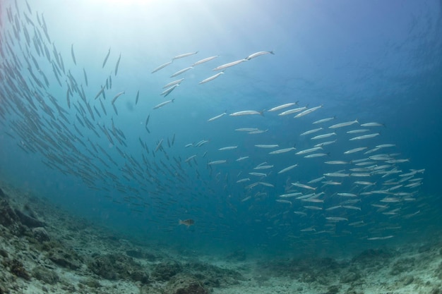 Barracuda school of fish close up in the deep blue sea